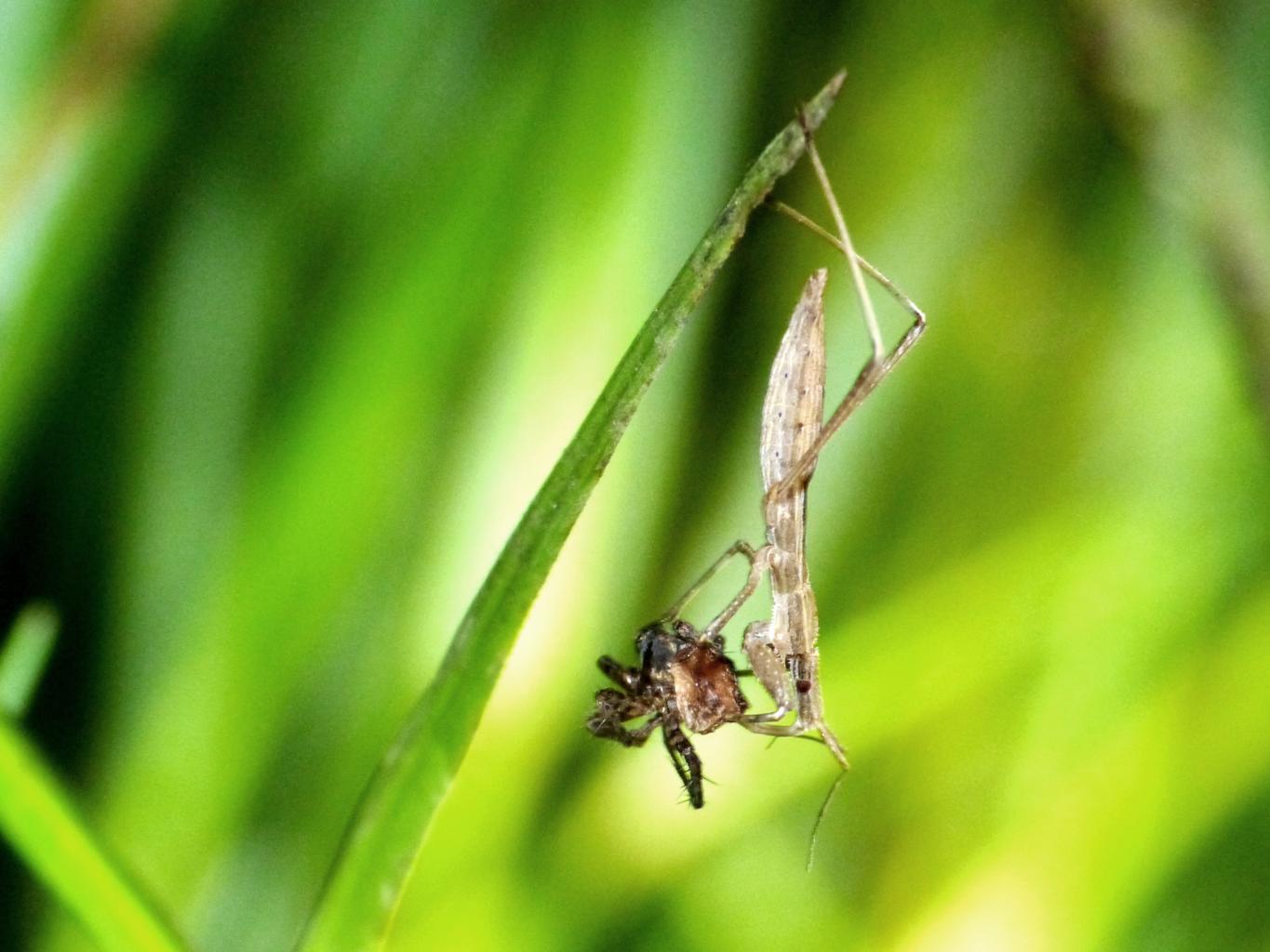 Reduviidae: Sastrapada baerensprungli, predatori di ragni